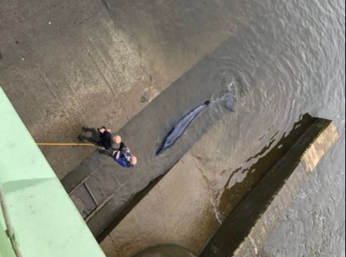 A rescue team were monitoring its vitals