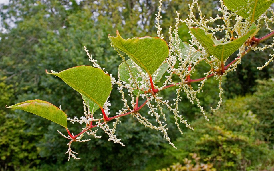 Japanese knotweed can cause severe damage to homes and gardens