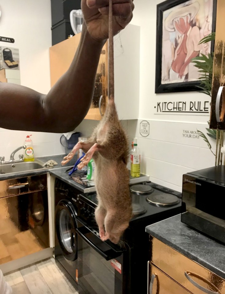 During lockdown, huge rats have been found inside Brits' homes