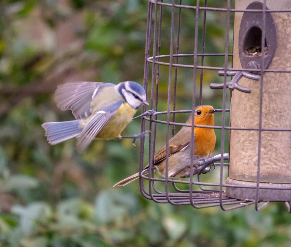 See how you can help wildlife in your garden without breaking the bank