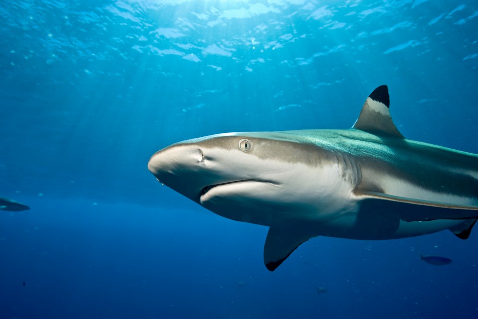 The shark in question was later identified as a blacktip, which are commonly found living in coastal waters off beaches