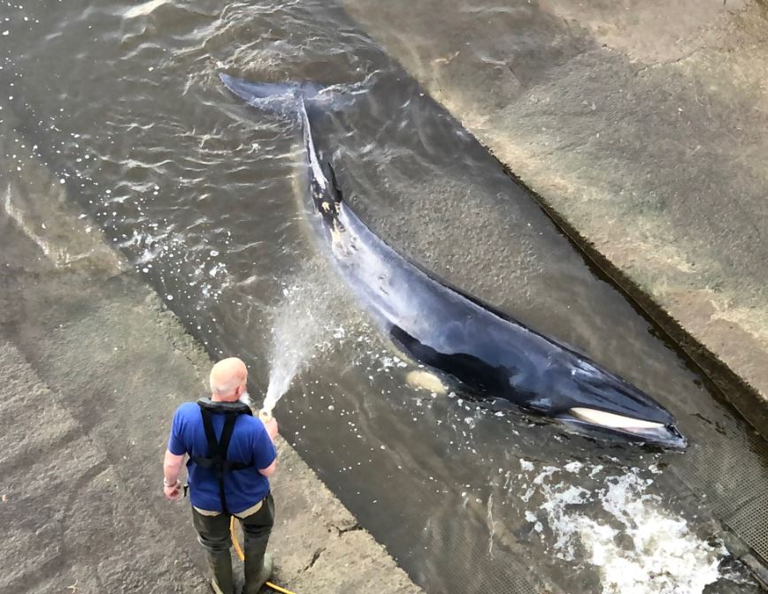 The baby whale beached itself at Richmond Lock