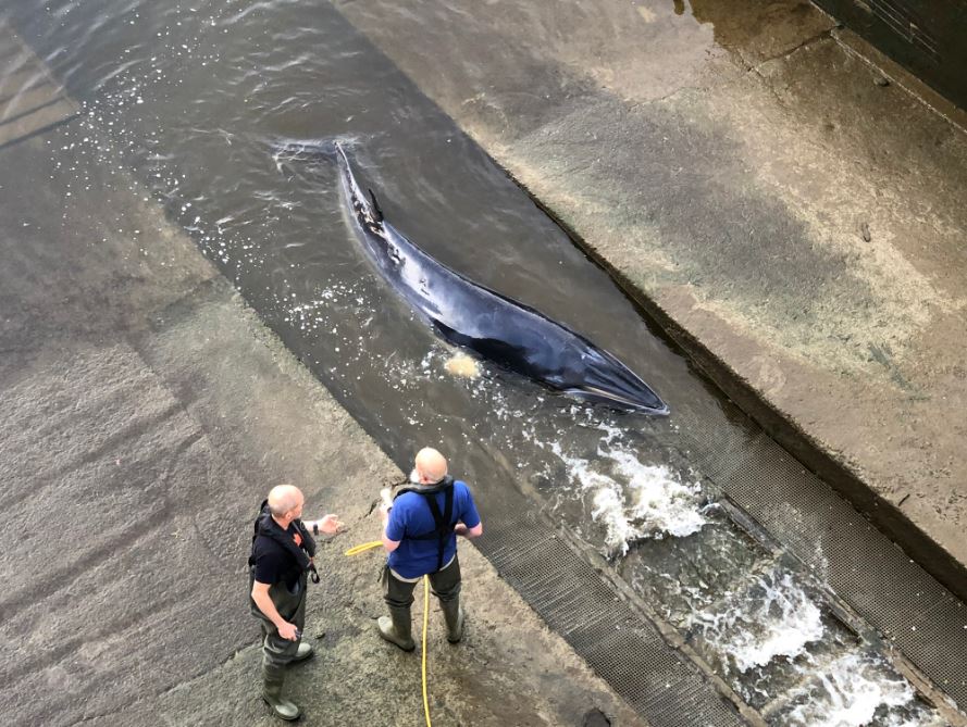 It is thought to be an infant whale and around 6metres in length