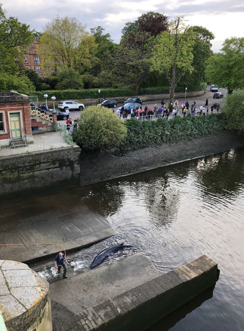 Crowds gathered to watch the rescue