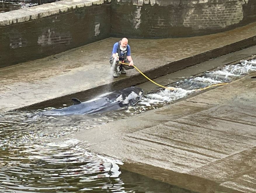 Rescuers have been spraying the mammal with water while waiting for the arrival of experts