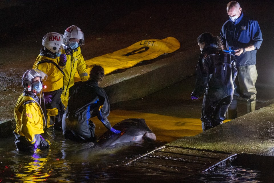 Emergency services were attempting to free the baby whale