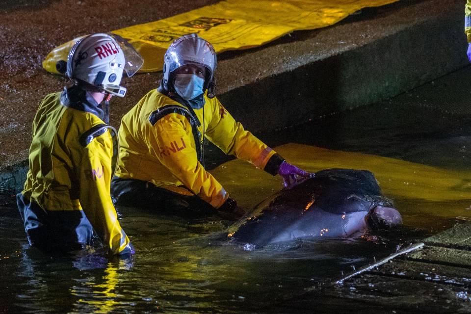 The RNLI saved the baby whale at Richmond Lock last night