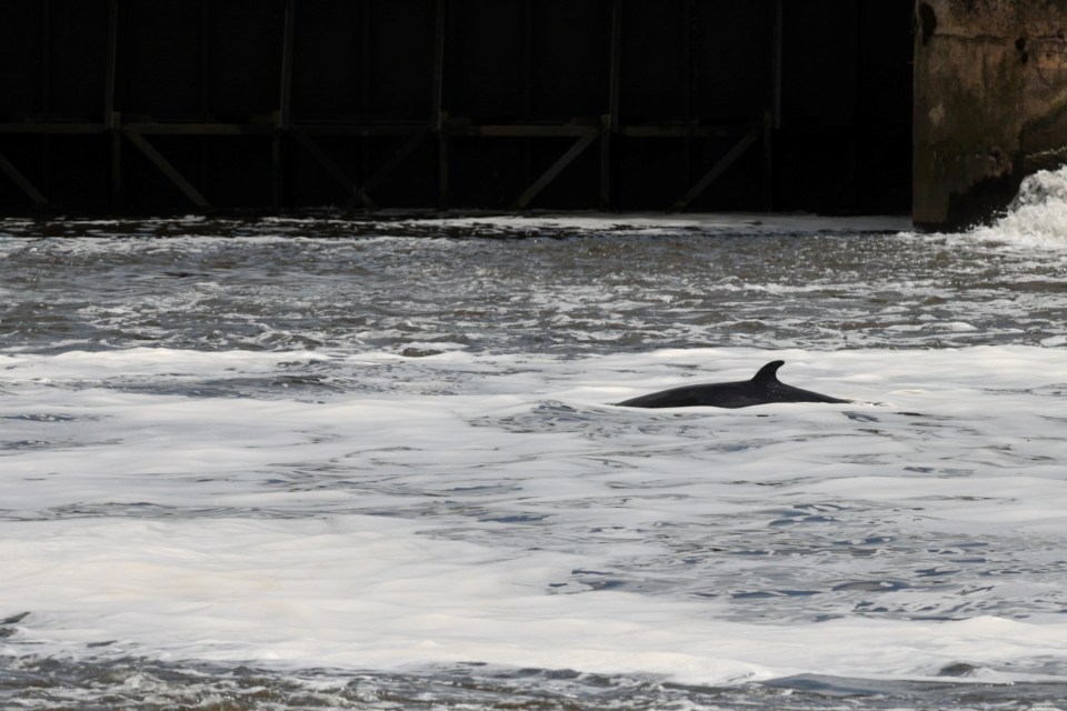 The baby whale has been spotted at Teddington Lock