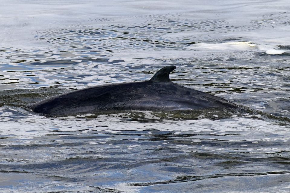 The baby whale in the water yesterday