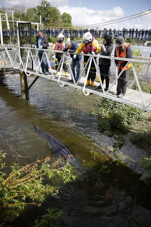 An RNLI crew looks at a young minke whale in the River Thames at Teddington Lock