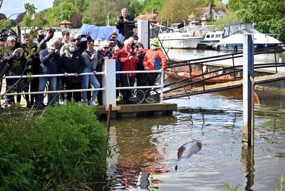 People watch from the river bank at a juvenile Minke whale that swam up the River Thames