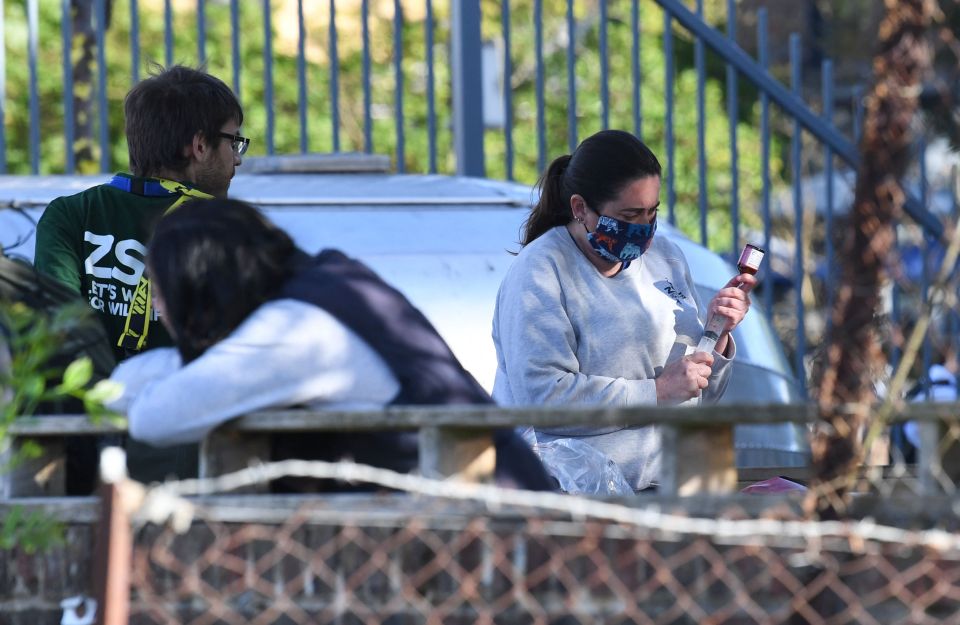 A vet prepares the Anesthetic for the beached Whale before it it is euthanized