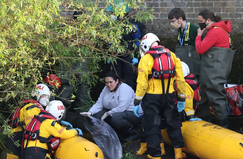 A vet and British Divers Marine Life Rescuers look on as they attempt to rescue juvenile minke whale