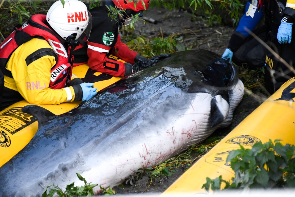 The whale had been injured while trapped in the thames