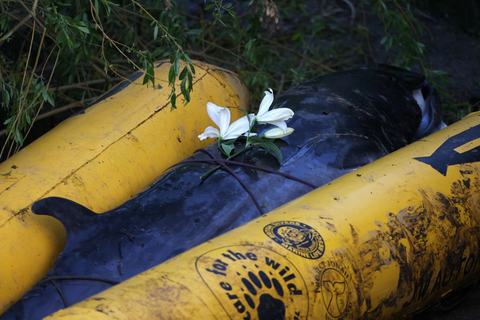 Flowers left on a three-metre minke whale calf lie after is has been put down on the banks of the River Thames in London