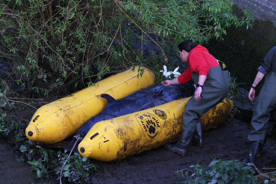 The whale has now been put down to 'end its suffering'