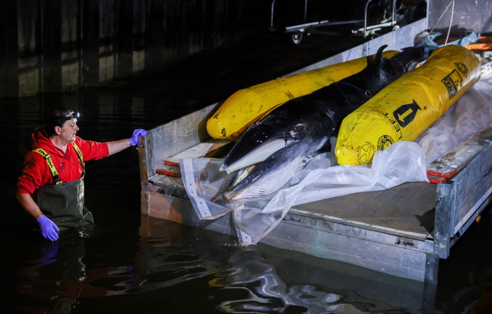 The whale being taken away for a post-mortem examination