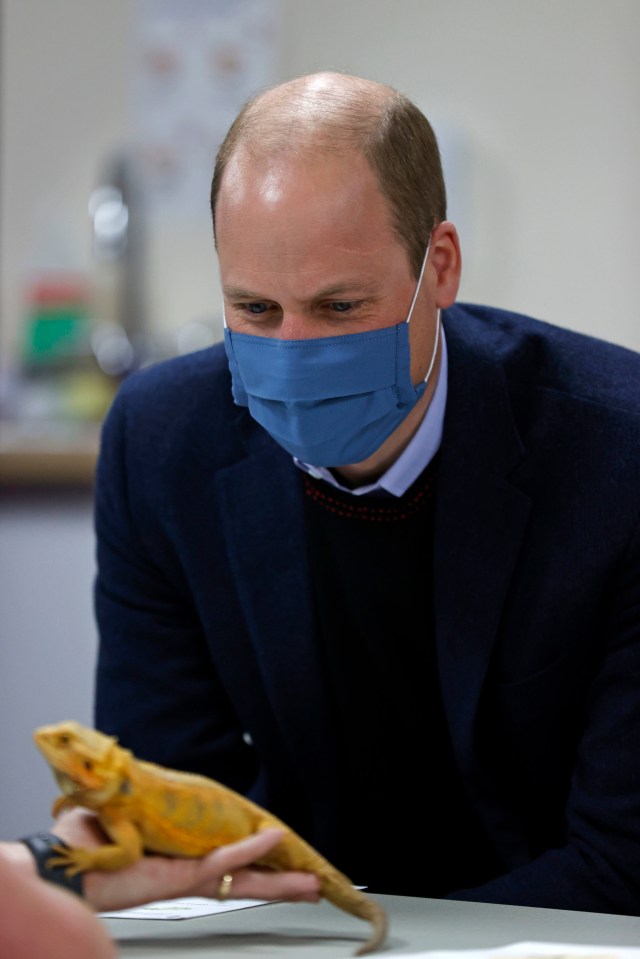 Will stares at Barbara the Bearded Dragon