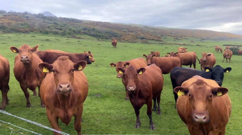 The cows in a photo taken moments before they trampled a dog walker almost to death