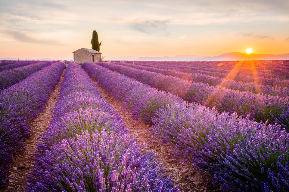 You don’t have to travel to the South of France to pose in a lavender field