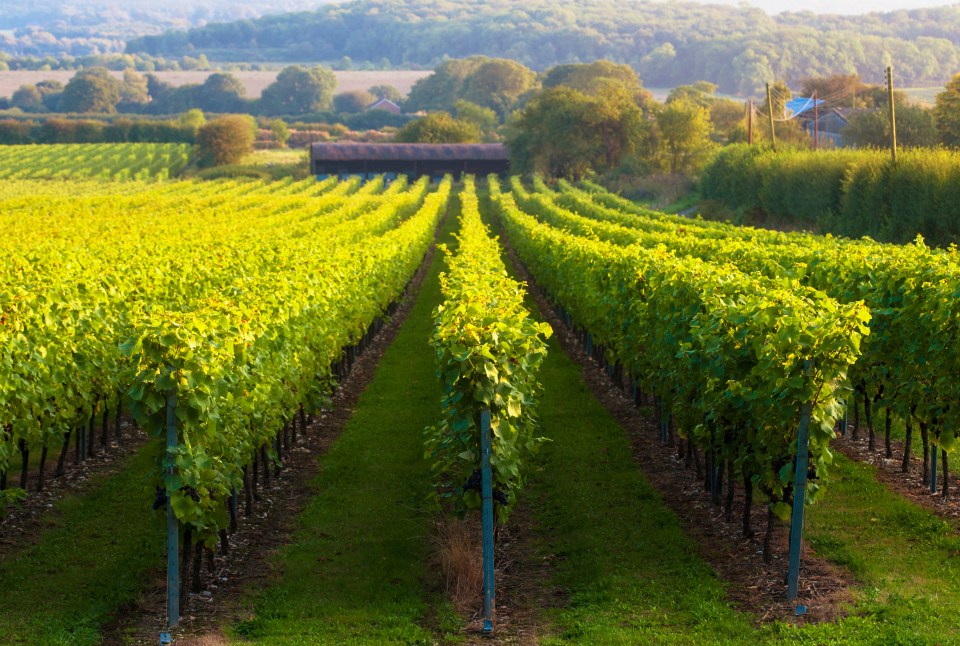 The Garden of England can rightly claim to be just as successful as foreign vineyards