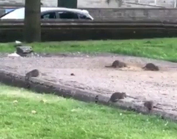 The rats were scurrying around as they took over the park