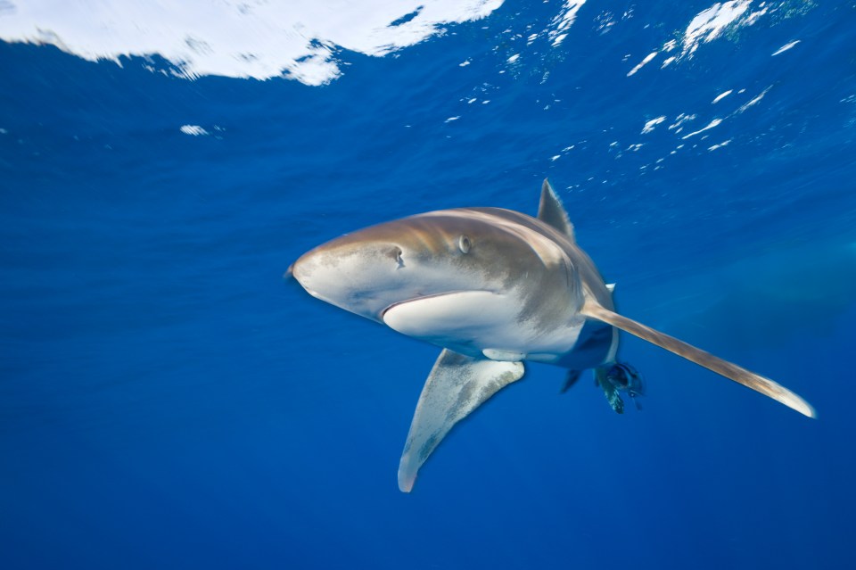 Experts said shark attacks in the area were extremely rare