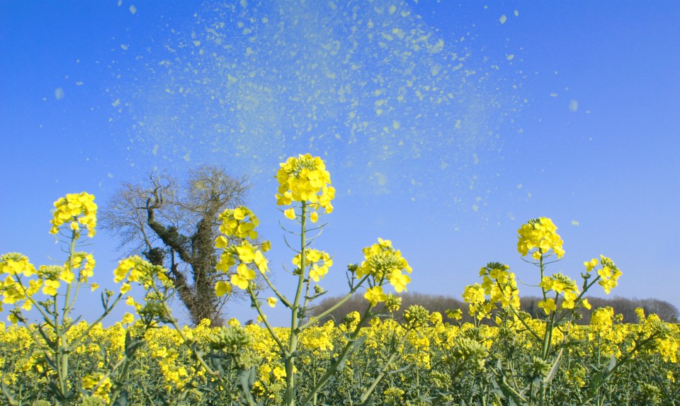 A study suggests that climate change has an impact on pollen levels as well