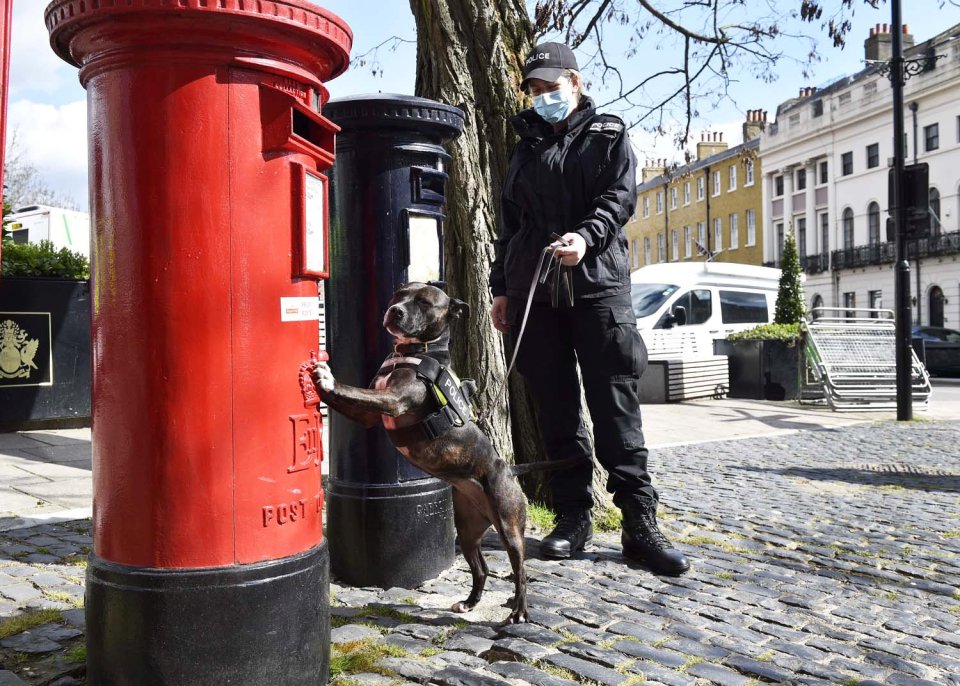 PC Carter said: 'Roxy is a superstar. She is intelligent, very systematic and thorough'