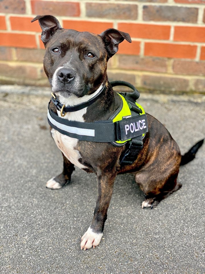 Abandoned Roxy has become Britain’s first explosives search Staffie