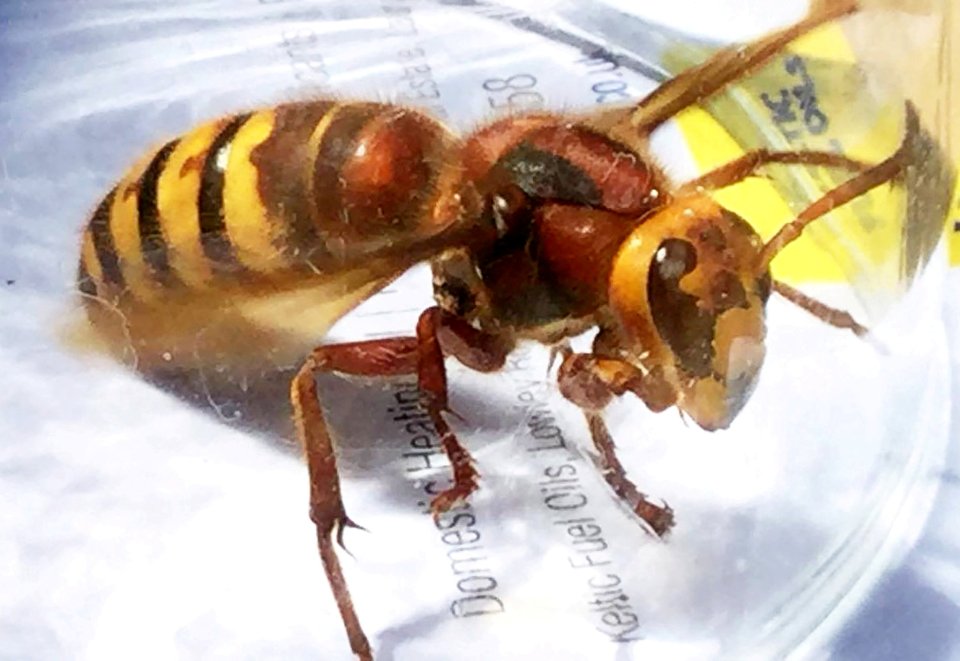 Invasive killer hornets are expected hit Britain