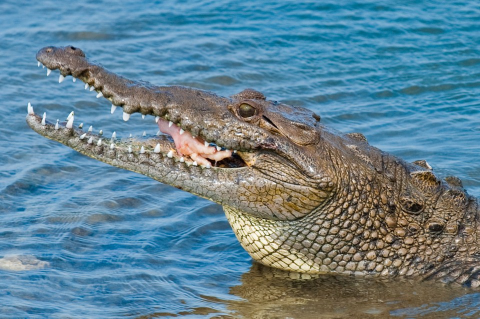 Georgia punched the crocodile in the face three times in a bid to free her sister