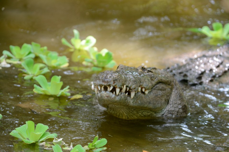 Swimmers who visit the Manialtepec Lagoon are warned crocodiles grow up to ten feet