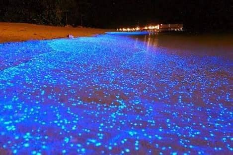 Manialtepec lagoon is known for its glowing bioluminescent waters