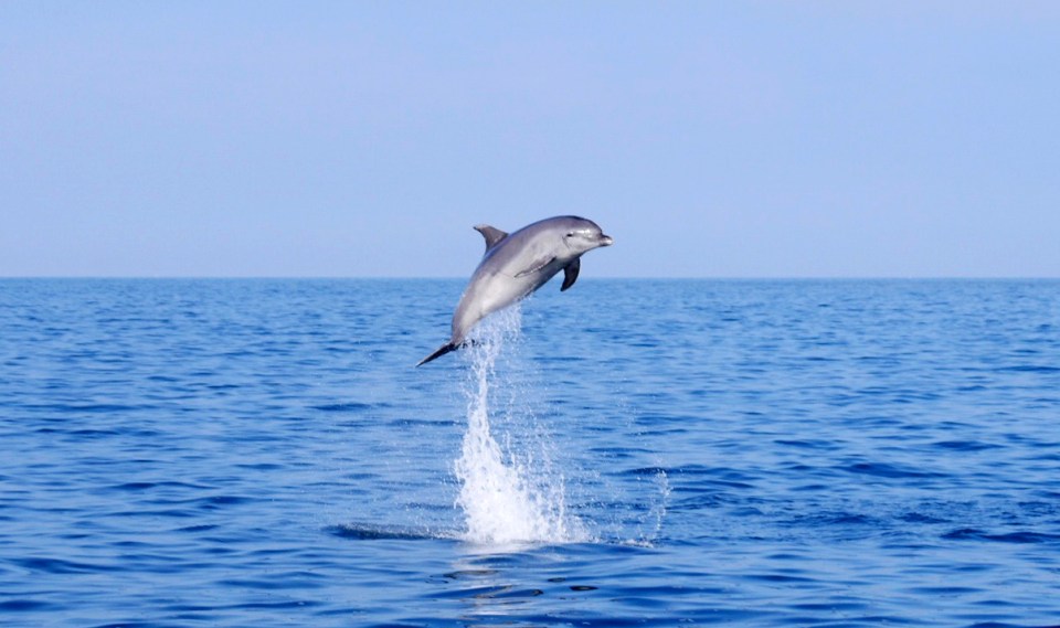 A dolphin leaps out of the water at Swanage in Dorset