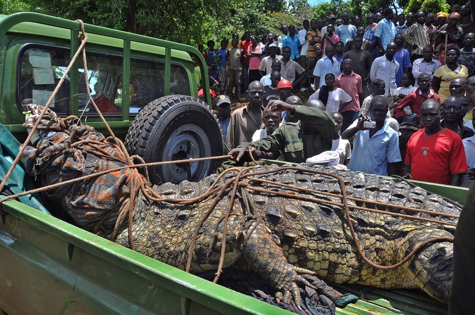 Osama the deadly croc was eventually captured by locals but told it couldn't be killed