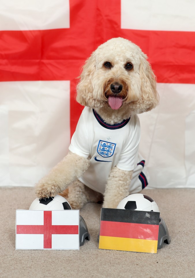 Willow the cockapoo has barked England to beat Germany tonight.