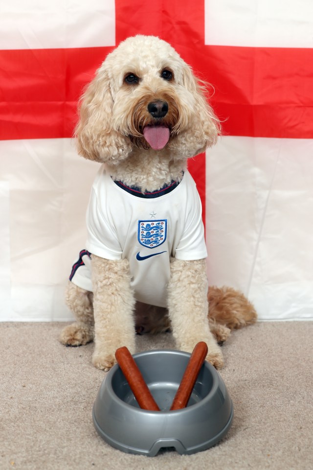 Britain's brainiest pooch has correctly predicted two out of three of England's results so far at the Euros