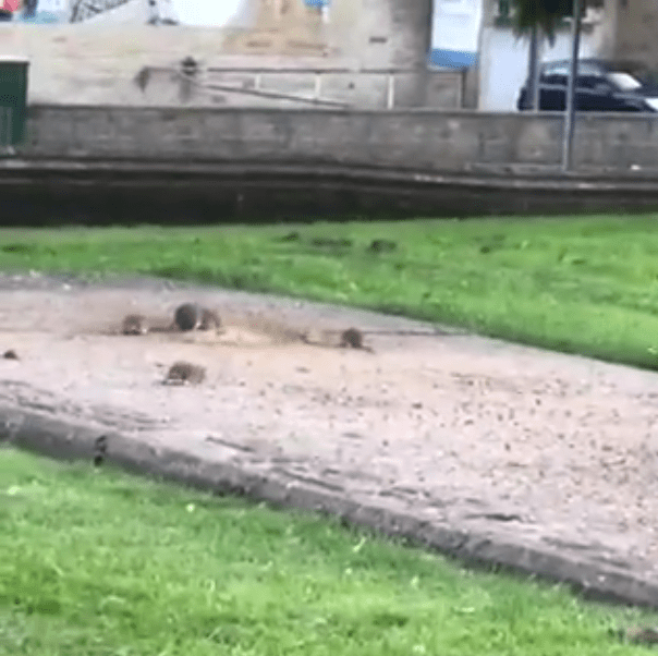 He counted 15 in total enjoying the plentiful food left at the green space