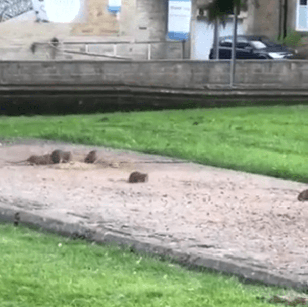 The rodents were attracted to food left for pigeons in Bradford