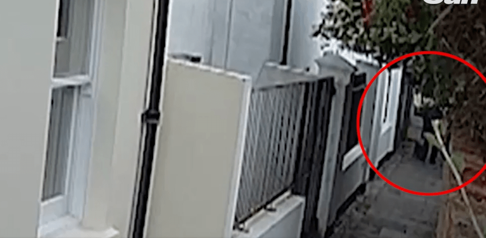 Chilling footage shows the man chasing the cat down a road