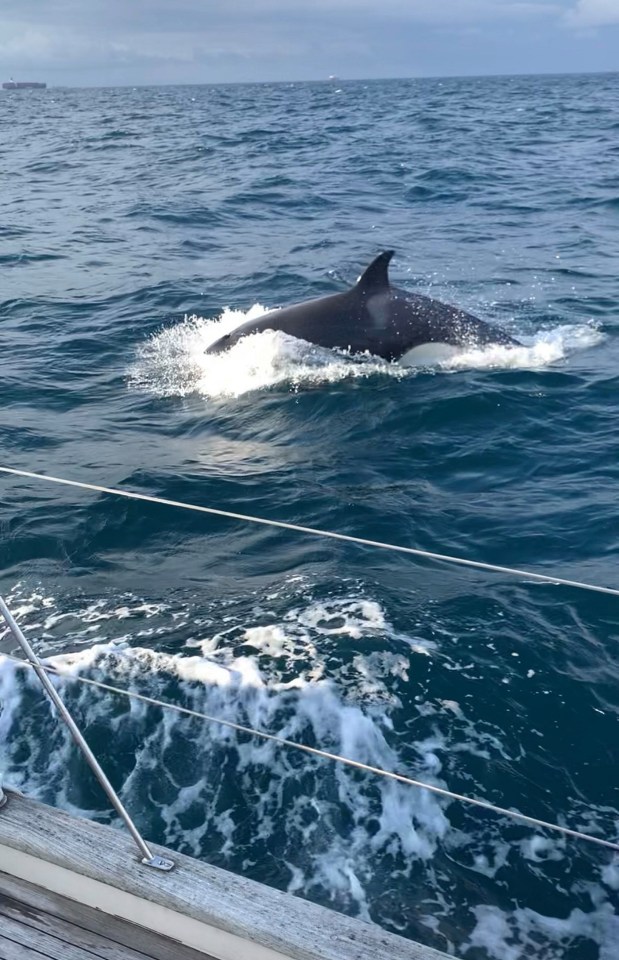 An expert said one of the whales may have been previously hurt by a boat