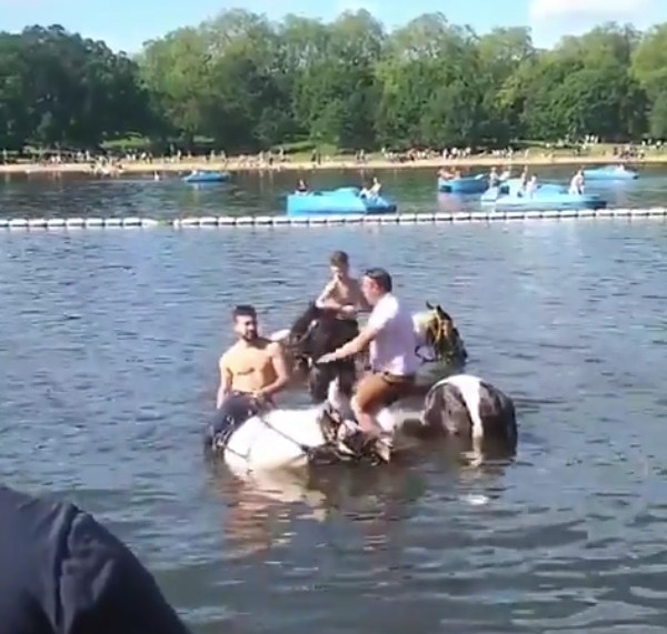 The animals were taken into the water when the mercury climbed to about 24C