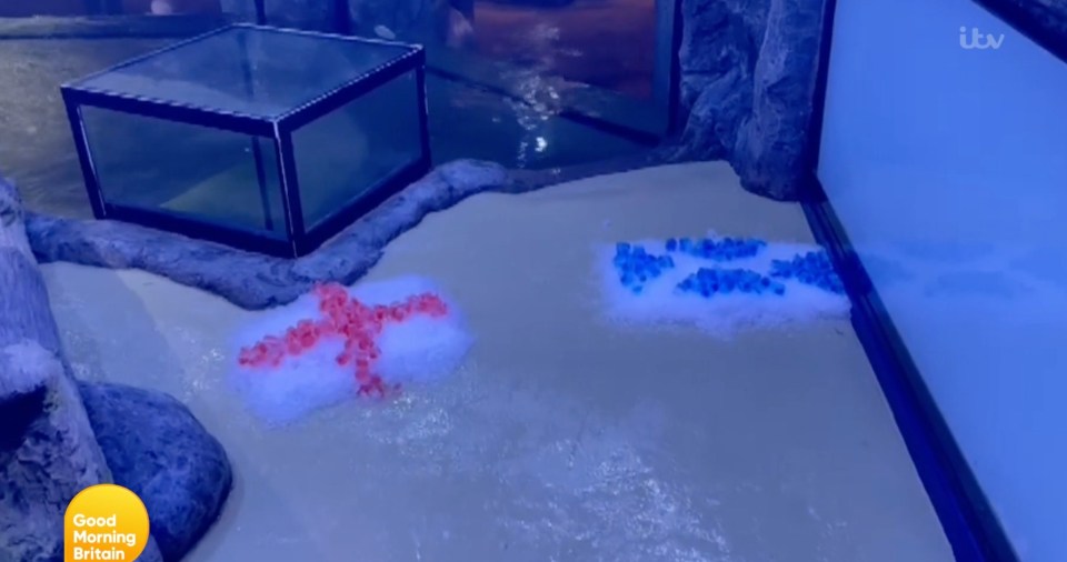 England and Scotland flags made of Ice were left out for the otters