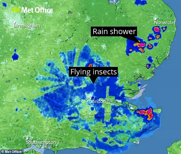 The Met Office caught millions of ants on its radar last week