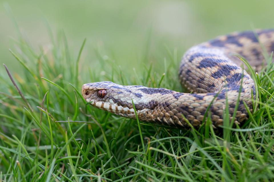 Adders are the only venomous snake in England and it remains rare for them to bite people