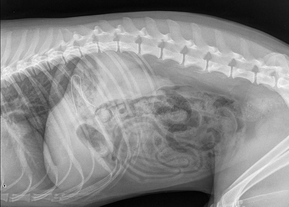 A dog had it's stomach operated on after it ate a single use mask left on the pavement