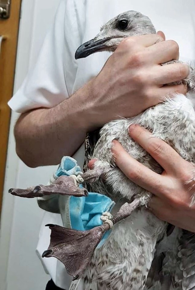 The RSPCA rescued a seagull which had become tangled in the masks ear straps