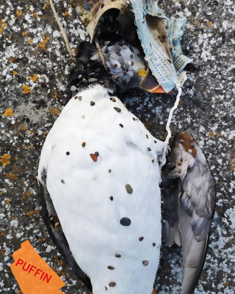 A puffin was found dead on a beach after being strangled by a discarded mask