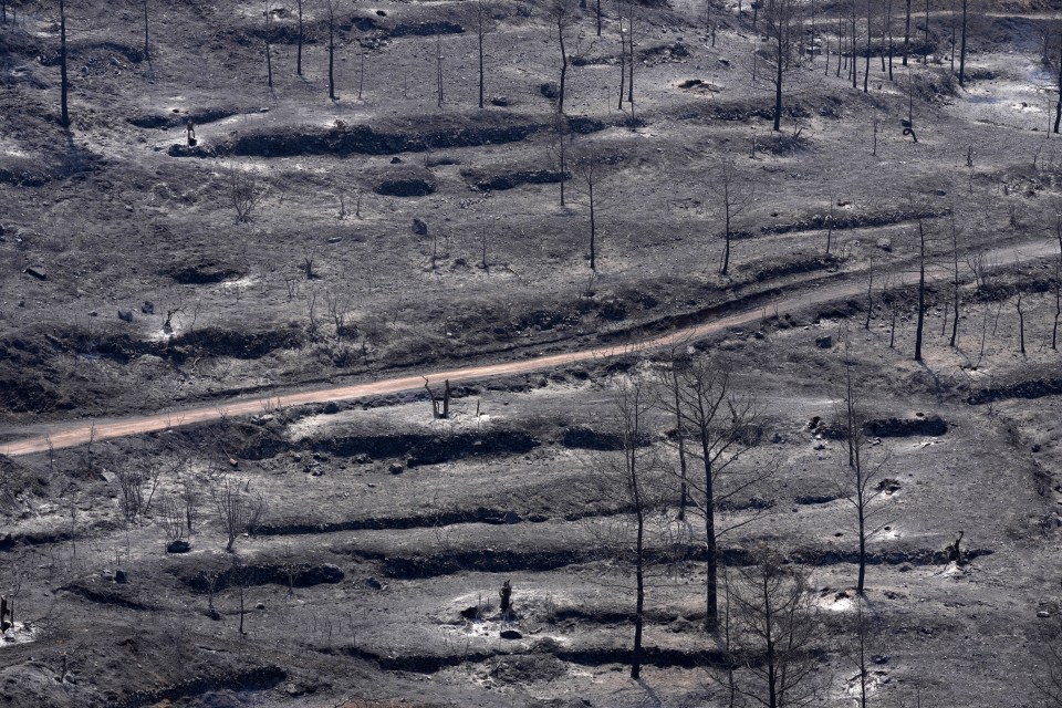 Burned trees are seen on Trodos mountain